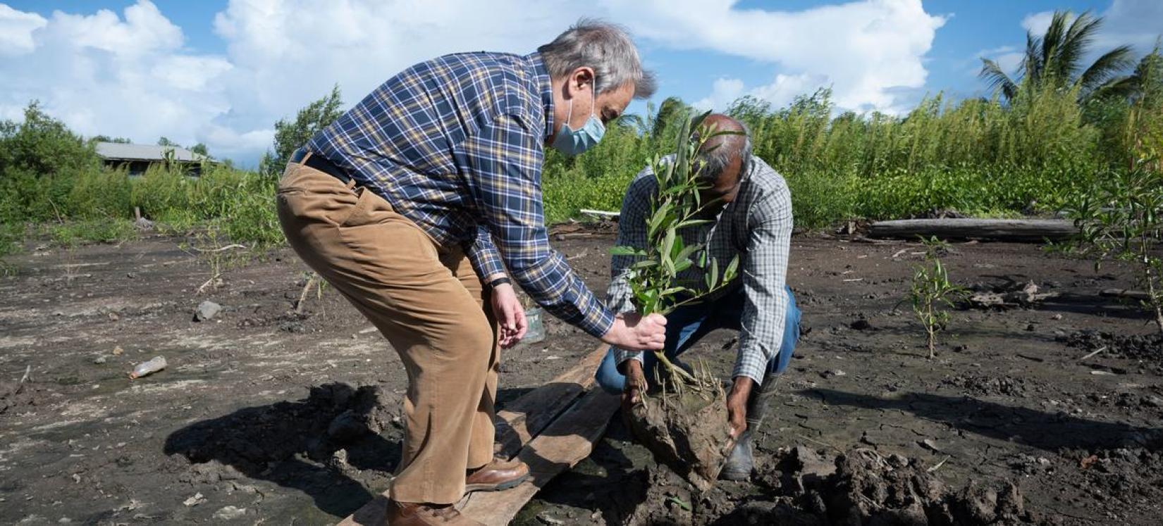 SG Plants a mangrove tree in Suriname