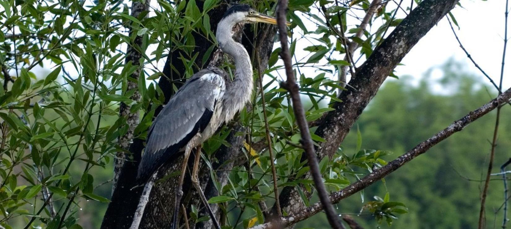 Suriname's rich biodiversity