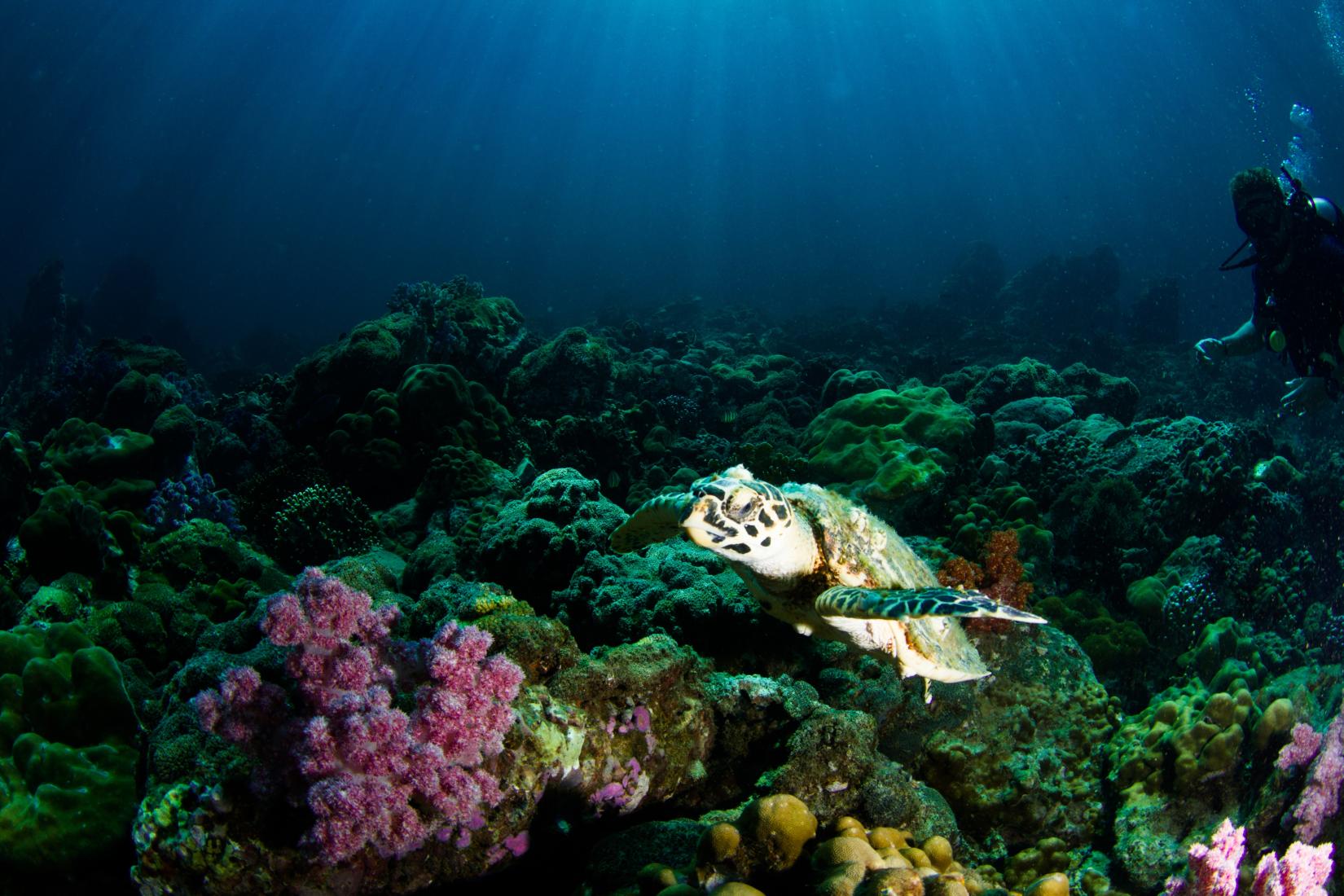 photo of green sea turtle swimming above coral reefs with fins spread out