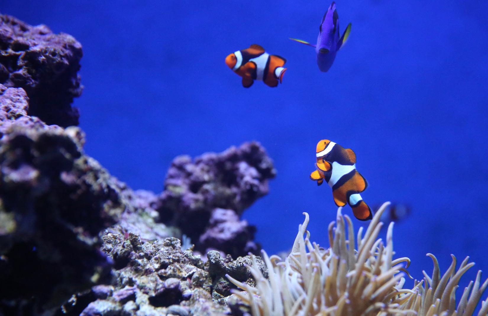 Photo of two clownfish swimming above reefs in deep blue waters