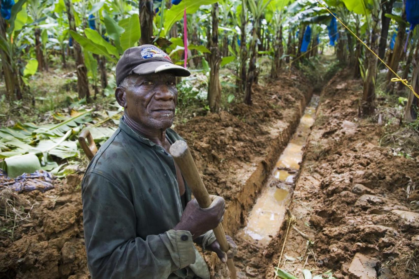 man holds hoe in a muddy banana patch in St. Lucia