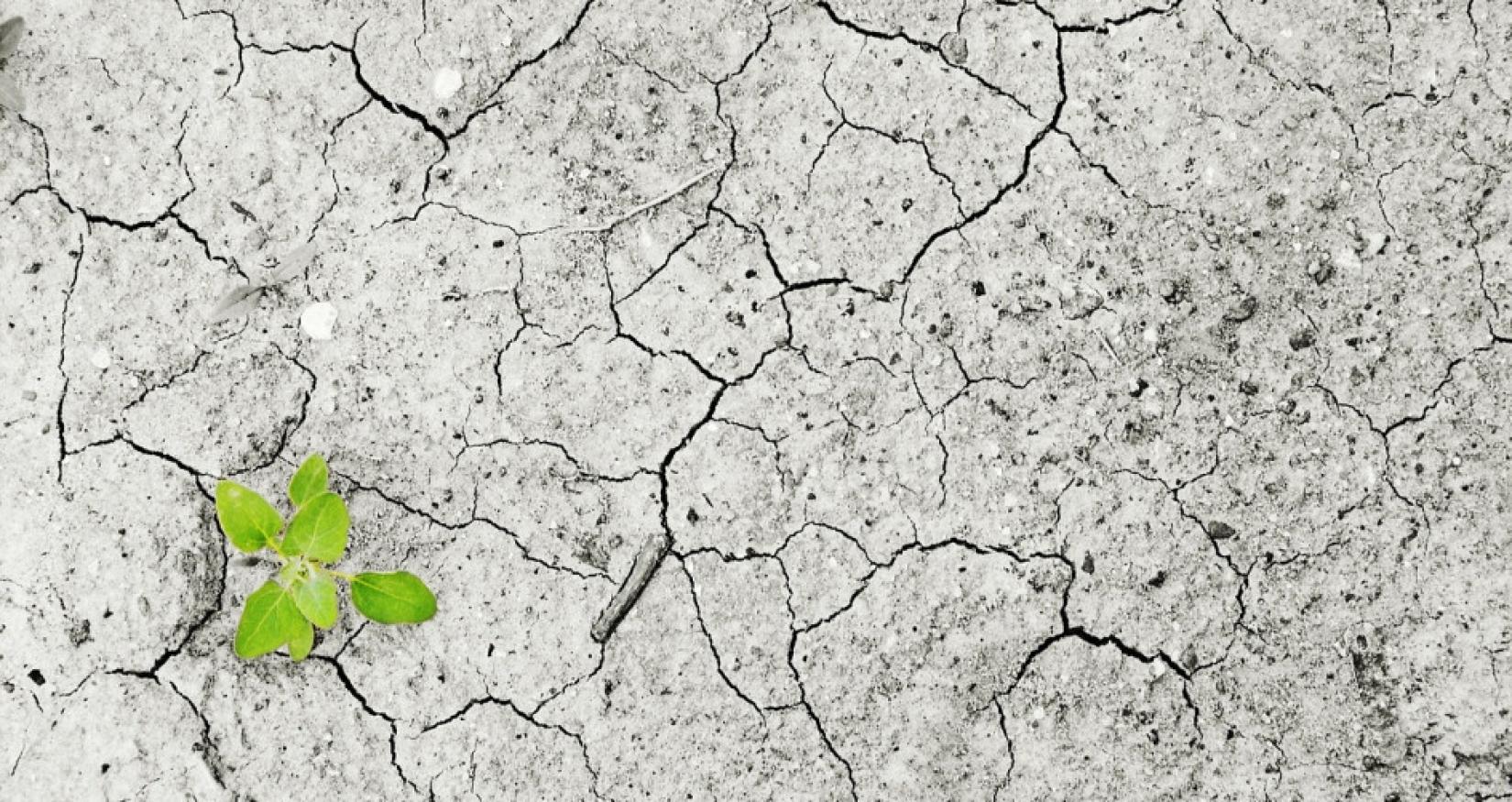 dry ground with a little green plant within it