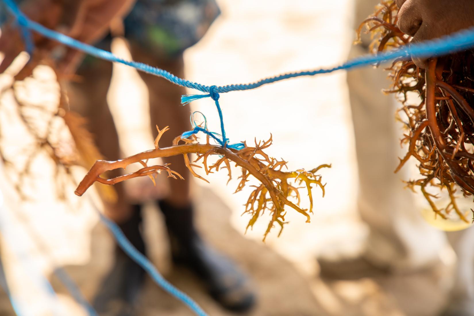 A close up of a rope suspending a brown bunch of seaweed in the air