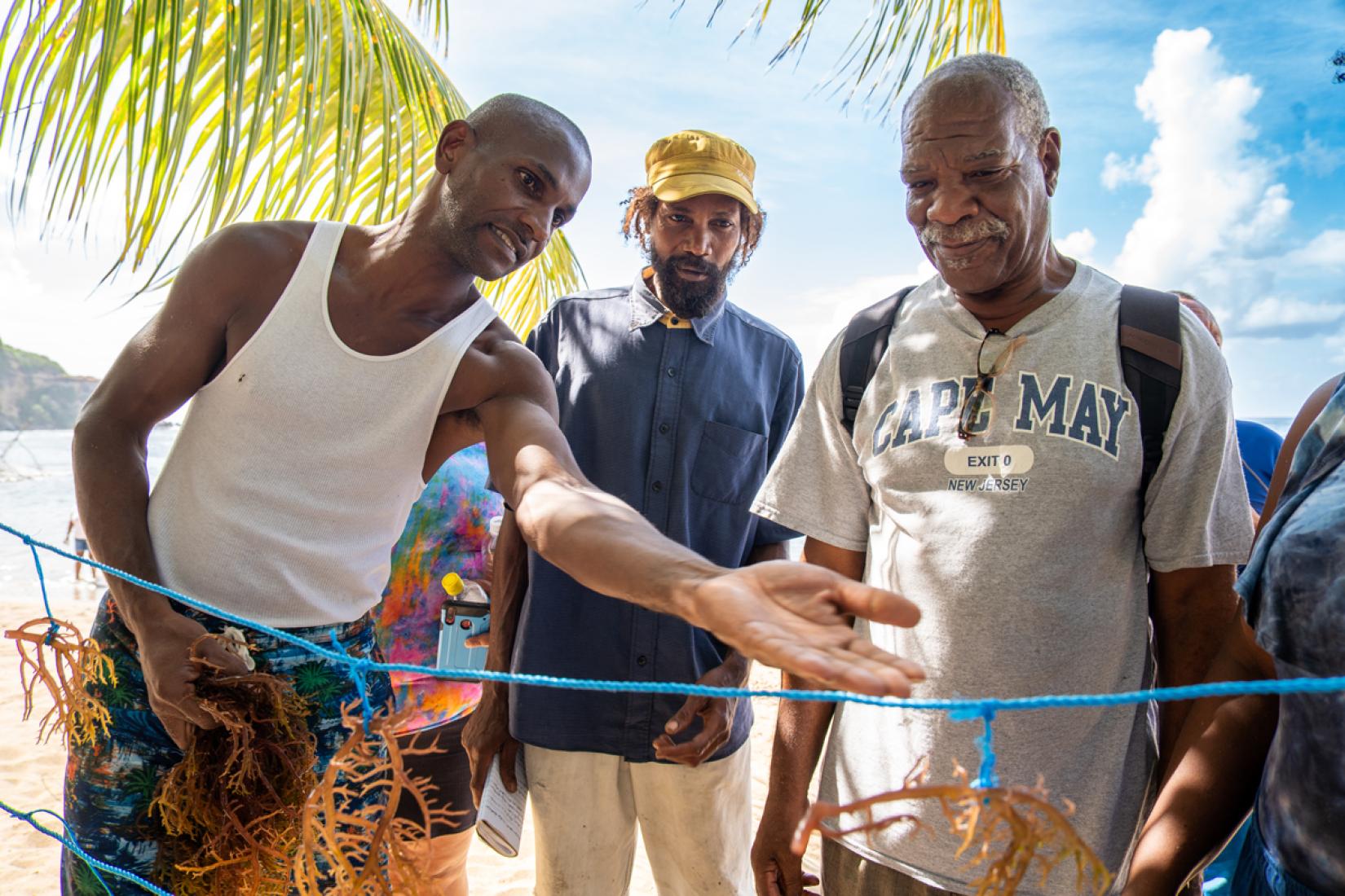 A group of men looking at a rope which has smaller pieces of rope suspending brown bunches of seaweed