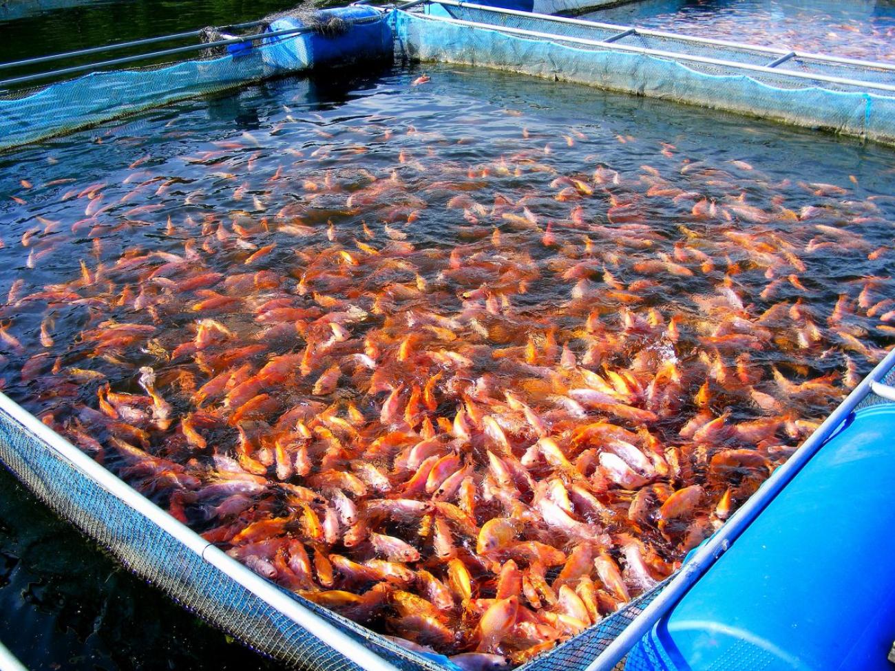 A pool at an aquaculture farm with fish swimming towards the corner 