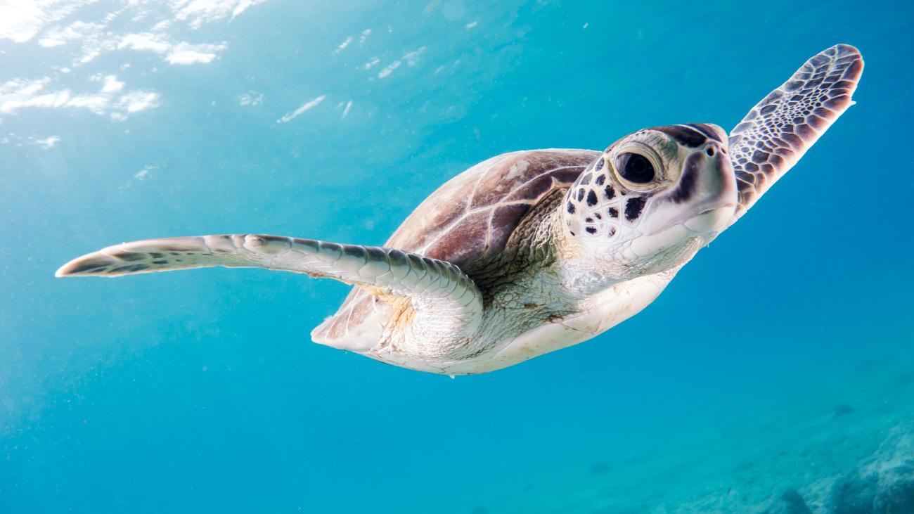 Close up photo of a Green Sea Turtle beneath the surface of the ocean