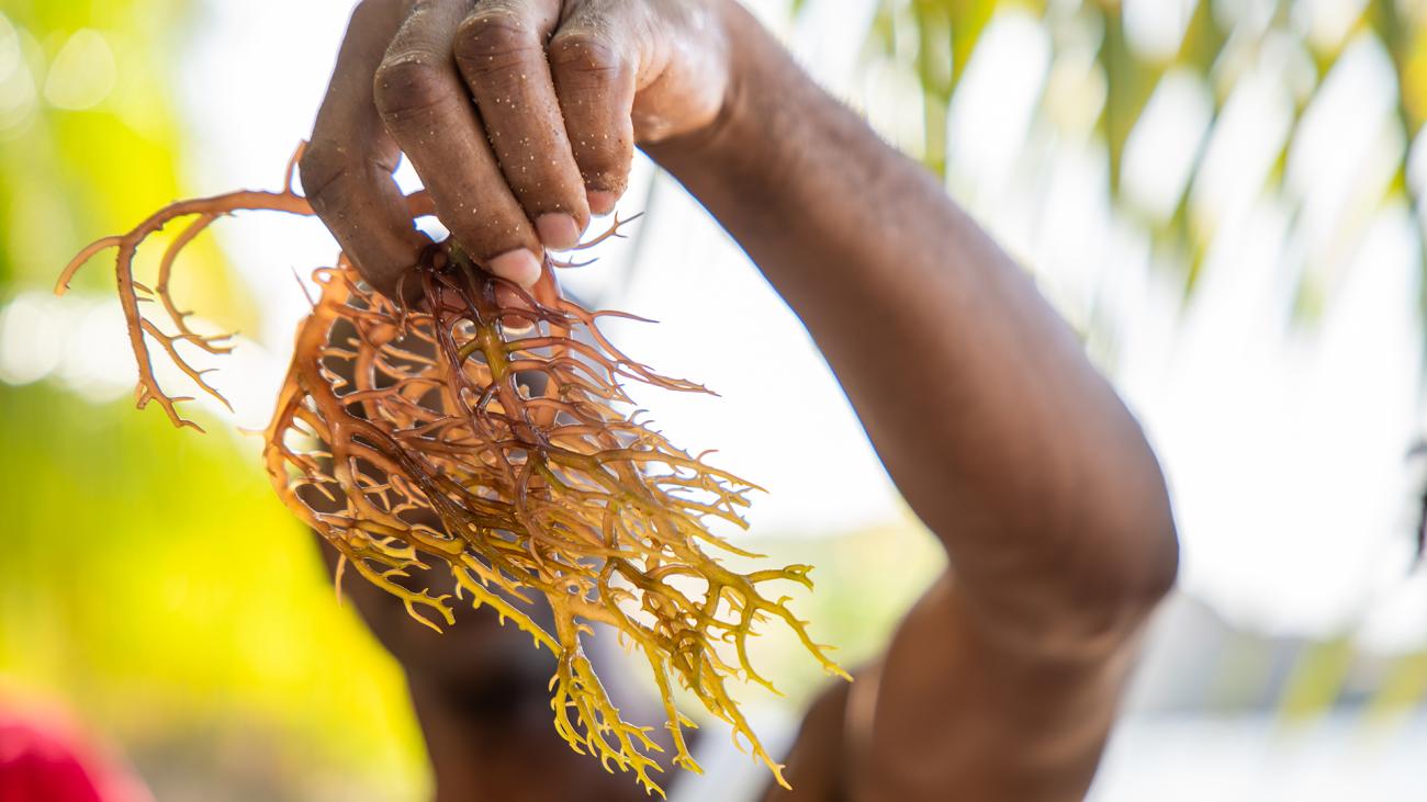 A person holding a bunch of brown seaweed