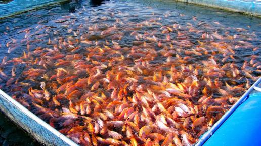 A pool at an aquaculture farm with fish swimming towards the corner 