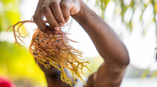 A person holding a bunch of brown seaweed